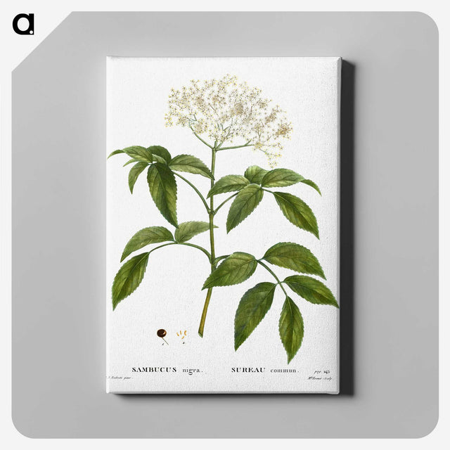 1-47_Treatise-on-Trees-and-Shrubs_canvas