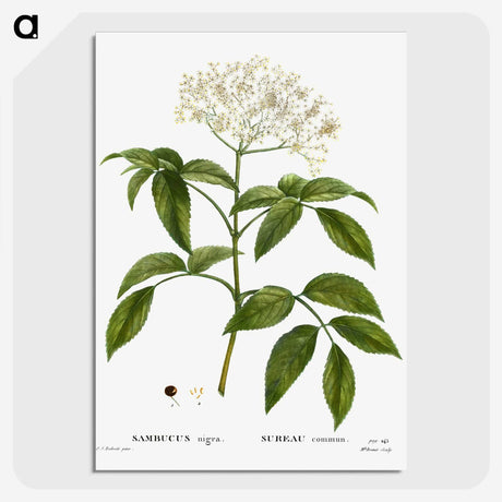 1-47_Treatise-on-Trees-and-Shrubs_picture-crop