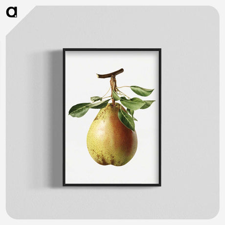 1-47_USDA-Watercolor-Fruit-Painting-Collection_blk-crop