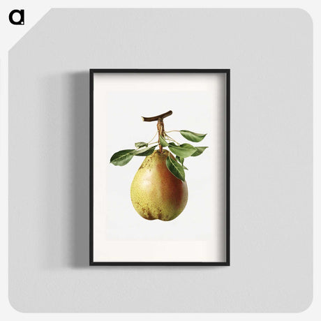 1-47_USDA-Watercolor-Fruit-Painting-Collection_blk