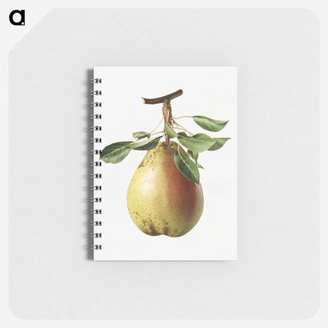 1-47_USDA-Watercolor-Fruit-Painting-Collection_memo