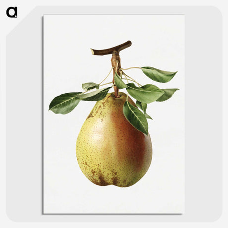 1-47_USDA-Watercolor-Fruit-Painting-Collection_picture-crop