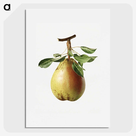 1-47_USDA-Watercolor-Fruit-Painting-Collection_picture