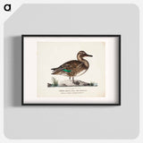 Old teal in summer plumage, male - Wilhelm von Wright Poster.