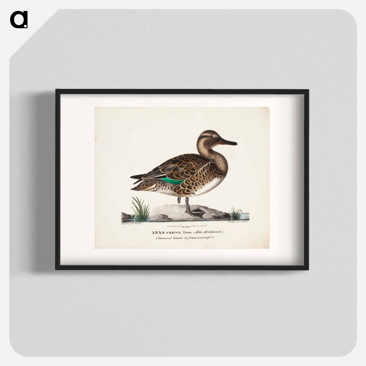 Old teal in summer plumage, male - ヴィルヘルム フォン ライト Poster.