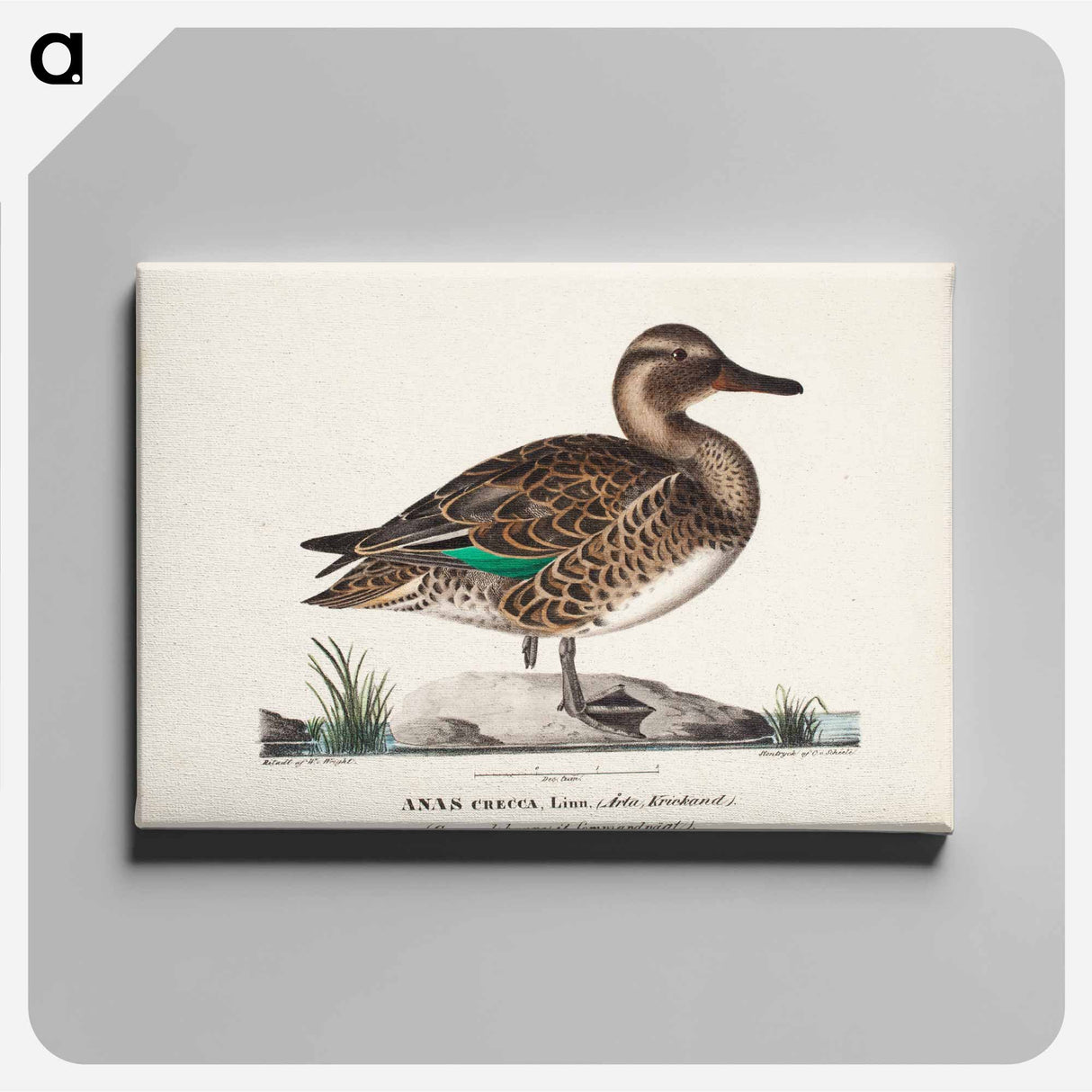 Old teal in summer plumage, male - ヴィルヘルム フォン ライト Canvas.