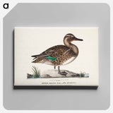 Old teal in summer plumage, male - ヴィルヘルム フォン ライト Canvas.