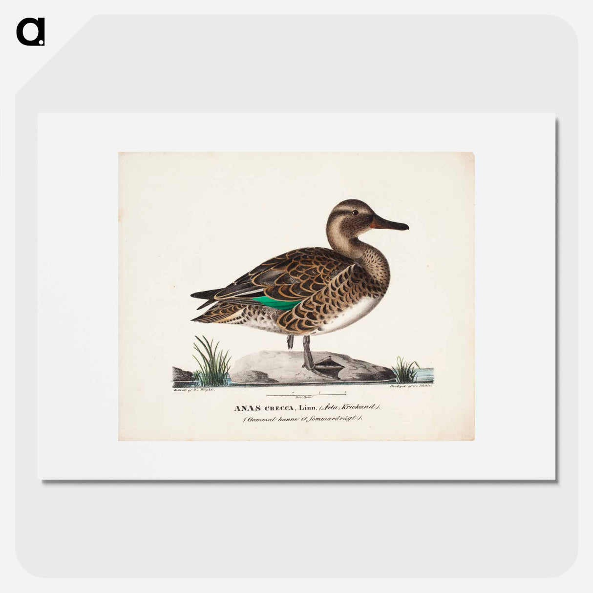 Old teal in summer plumage, male - ヴィルヘルム フォン ライト Poster.