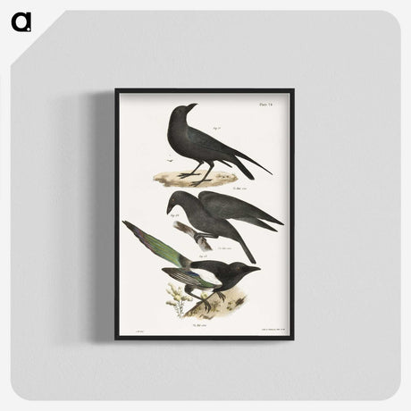 1-47_Zoology-of-New-York_blk-crop