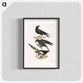 アートポスター-The Raven (Corvus corax) - ニューヨークの動物学 Poster.