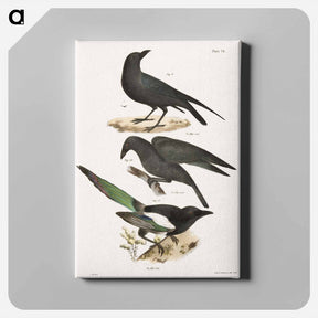 アートパネル-The Raven (Corvus corax) - ニューヨークの動物学 Canvas.