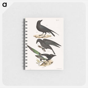 アートメモ帳-The Raven (Corvus corax) - ニューヨークの動物学 Memo.
