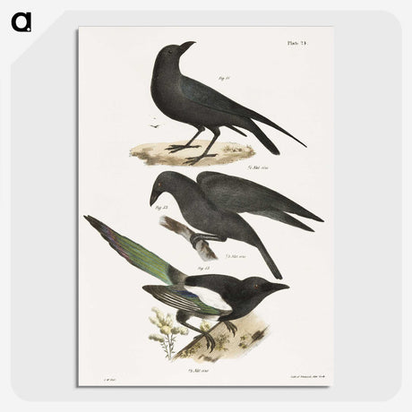 1-47_Zoology-of-New-York_picture-crop