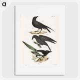 The Raven (Corvus corax) - ニューヨークの動物学 Poster.