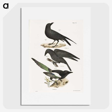 1-47_Zoology-of-New-York_picture