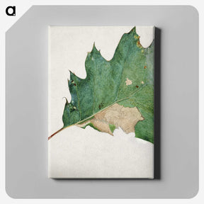 1-48_Abbott-Handerson-Thayer_canvas