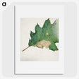 1-48_Abbott-Handerson-Thayer_picture
