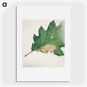 1-48_Abbott-Handerson-Thayer_picture