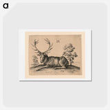 アートポストカード-Stag - アルブレヒト デューラー Postcard.