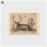 アートポストカード-Stag - アルブレヒト デューラー Postcard.