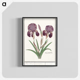 1-48_Anselmus-Boetius-de-Boodt_blk-crop