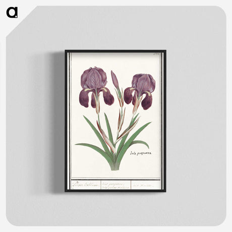 1-48_Anselmus-Boetius-de-Boodt_blk-crop
