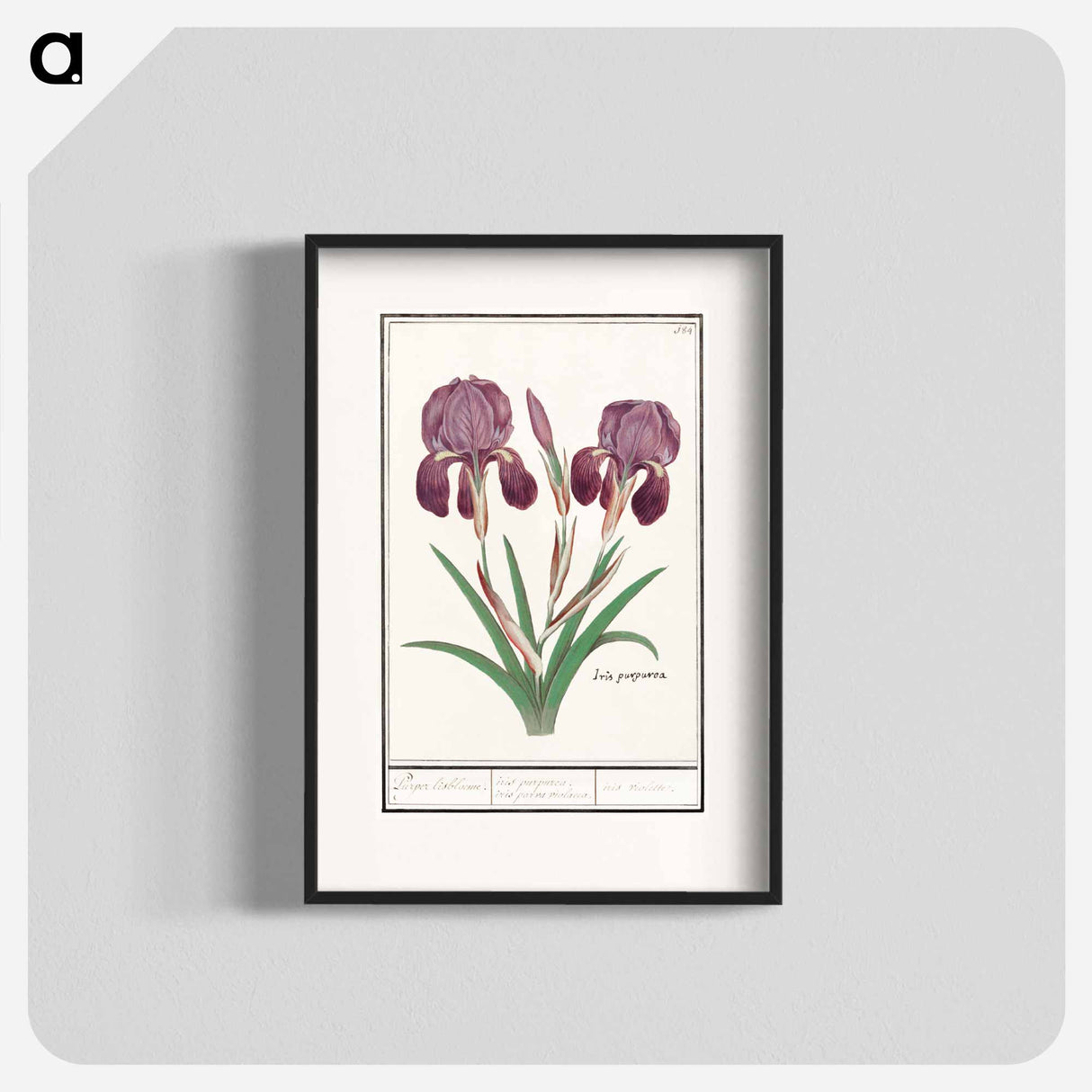 Purple iris - アンセルムス ボエティウス デ ブート Poster.