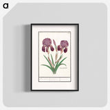 Purple iris - アンセルムス ボエティウス デ ブート Poster.