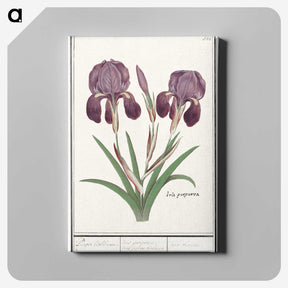 1-48_Anselmus-Boetius-de-Boodt_canvas