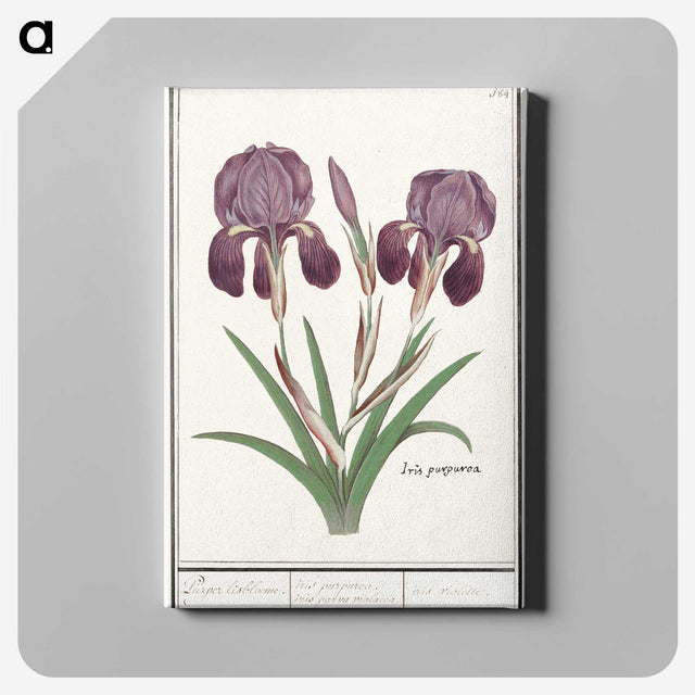 1-48_Anselmus-Boetius-de-Boodt_canvas