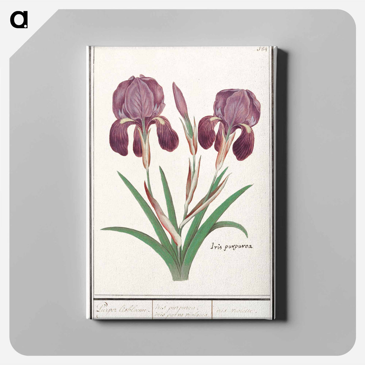 Purple iris - アンセルムス ボエティウス デ ブート Canvas.