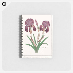 アートメモ帳-Purple iris - アンセルムス ボエティウス デ ブート Memo.