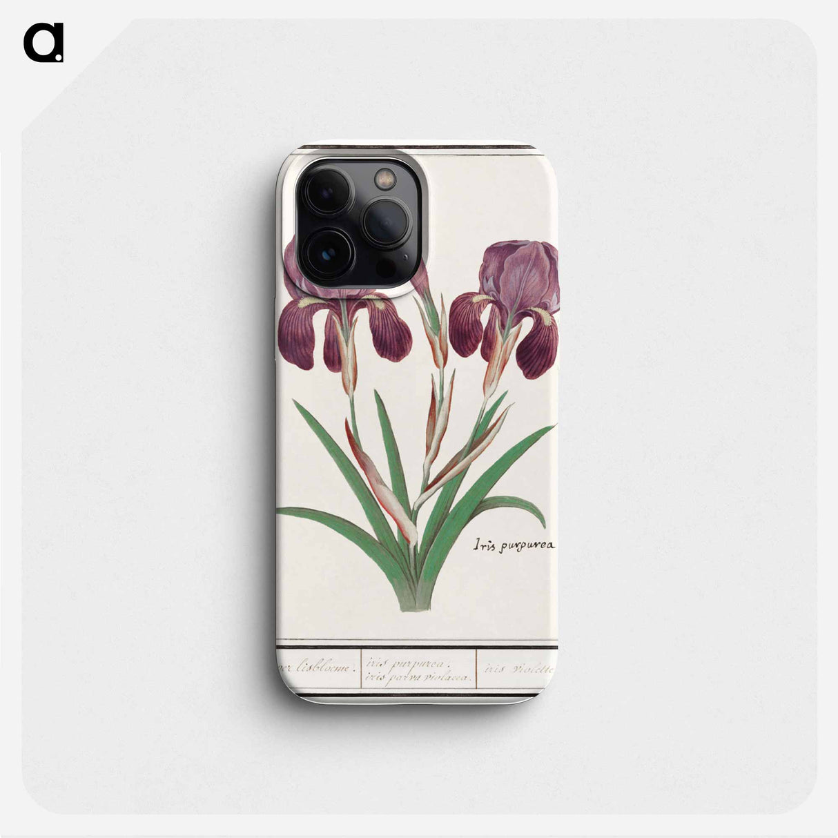 Purple iris - アンセルムス ボエティウス デ ブート Phone Case.