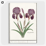 1-48_Anselmus-Boetius-de-Boodt_picture-crop