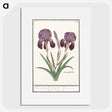 1-48_Anselmus-Boetius-de-Boodt_picture