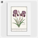 1-48_Anselmus-Boetius-de-Boodt_picture