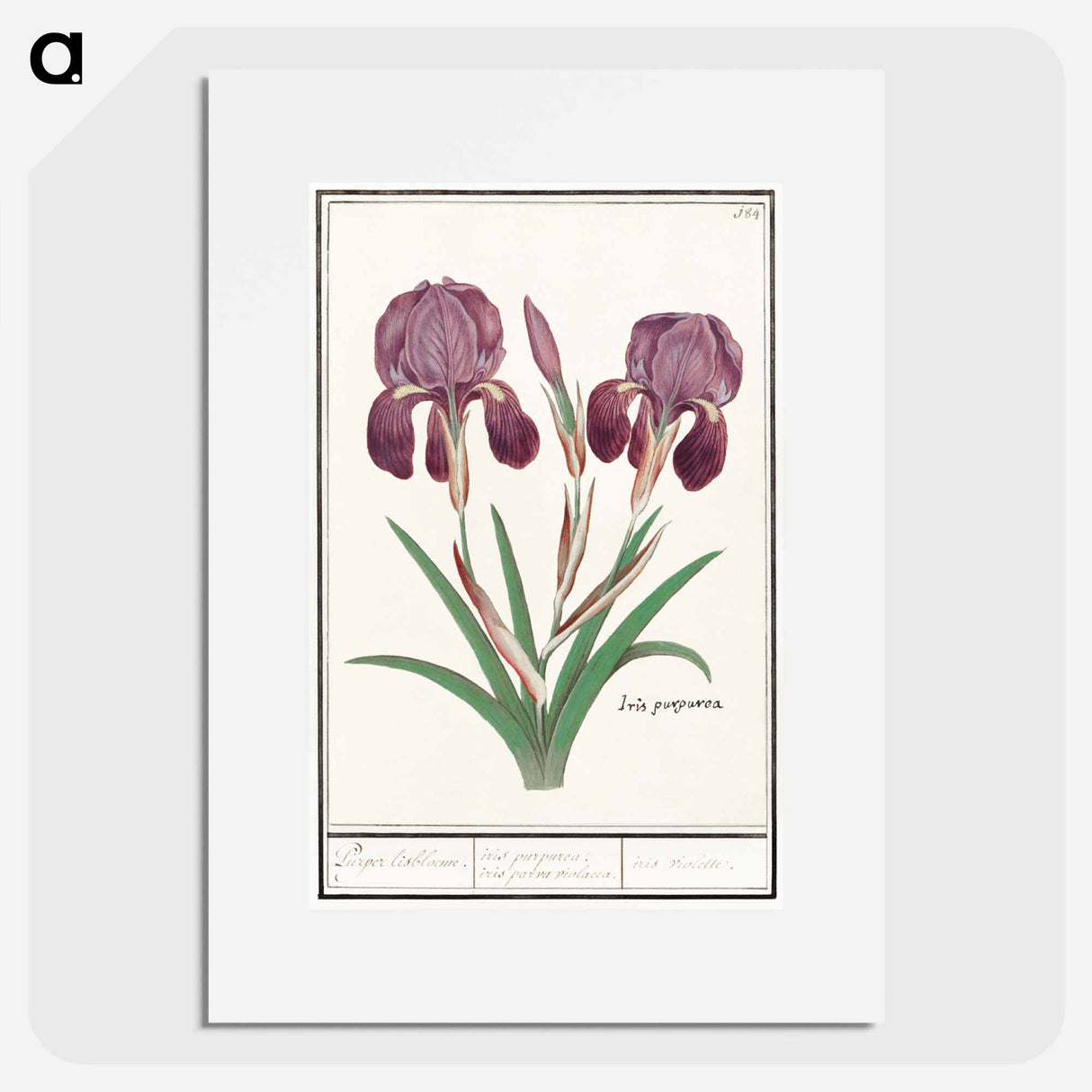 Purple iris - アンセルムス ボエティウス デ ブート Poster.