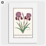 Purple iris - アンセルムス ボエティウス デ ブート Poster.