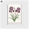 1-48_Anselmus-Boetius-de-Boodt_postcard