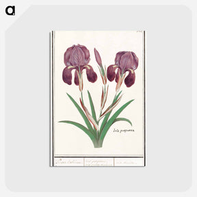 アートポストカード-Purple iris - アンセルムス ボエティウス デ ブート Postcard.