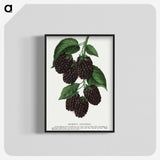 1-48_Botanical-Specimen-Plates_blk-crop