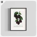 1-48_Botanical-Specimen-Plates_blk