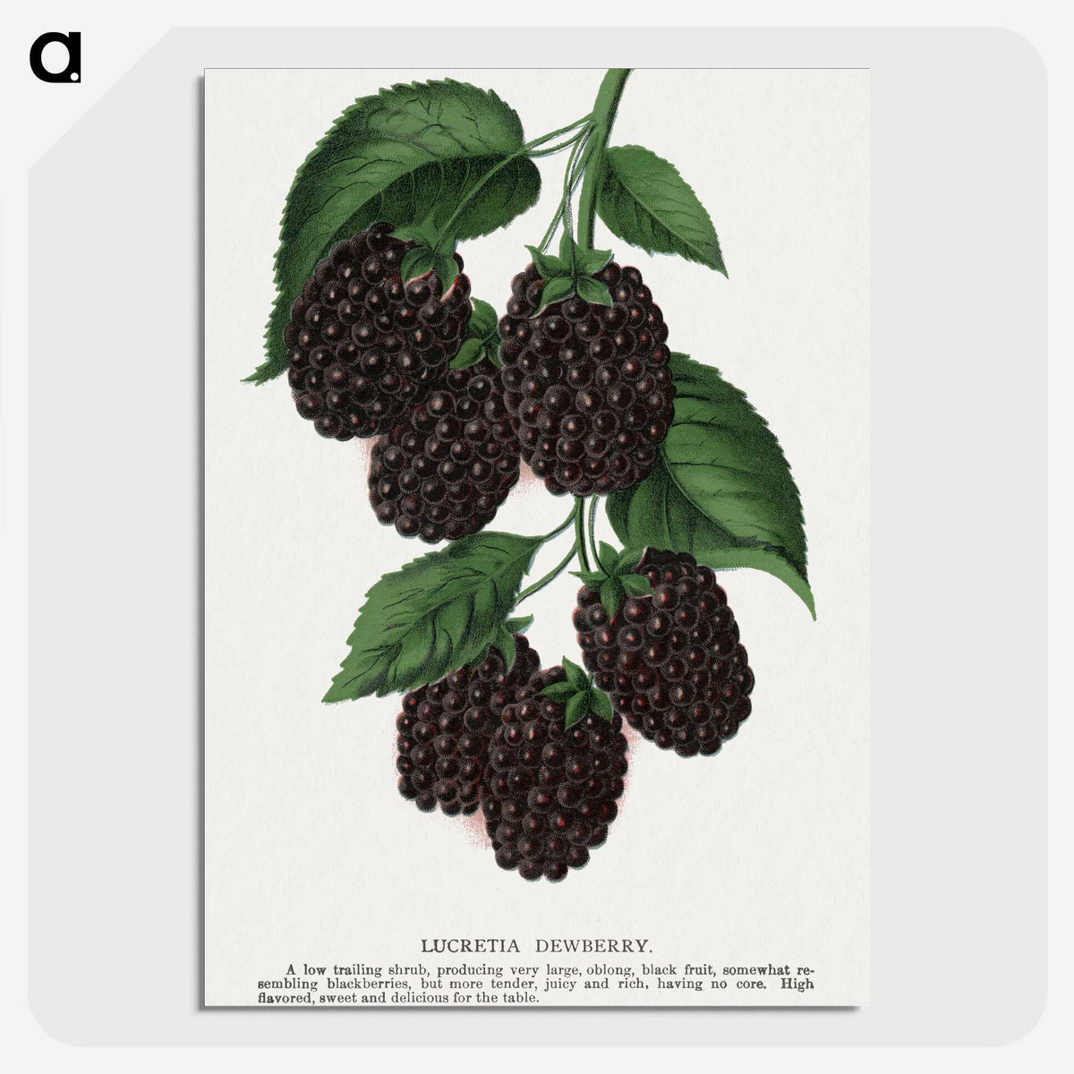 1-48_Botanical-Specimen-Plates_picture-crop