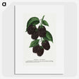 1-48_Botanical-Specimen-Plates_picture