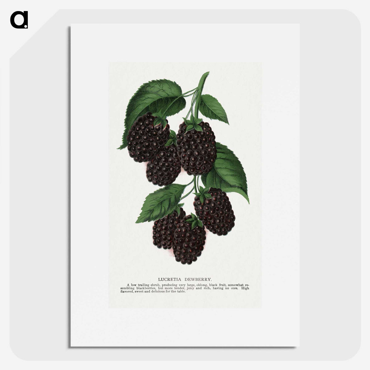1-48_Botanical-Specimen-Plates_picture