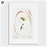 1-48_Des-Oiseaux-de-Paradis_picture