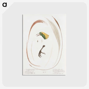 1-48_Des-Oiseaux-de-Paradis_postcard