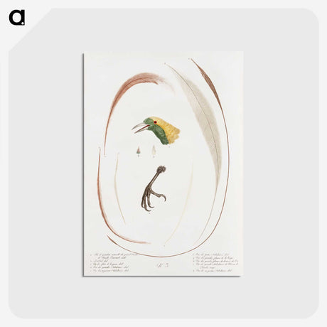 1-48_Des-Oiseaux-de-Paradis_postcard