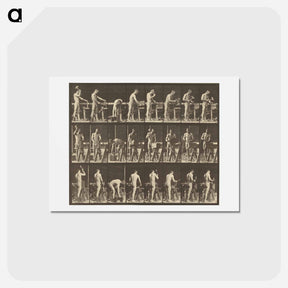 アートポストカード-Animal Locomotion
 - エドワード マイブリッジ Postcard.