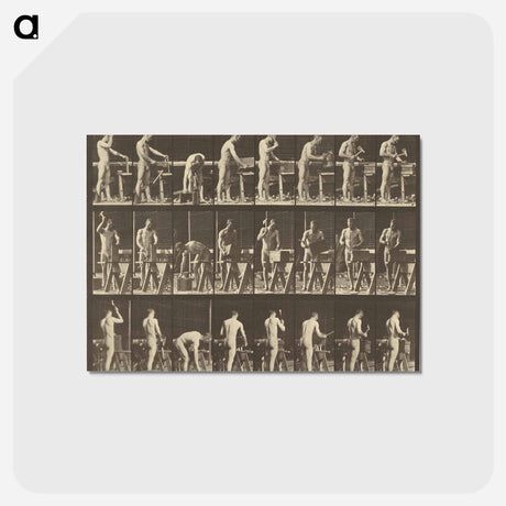 アートポストカード-Animal Locomotion
 - エドワード マイブリッジ Postcard.